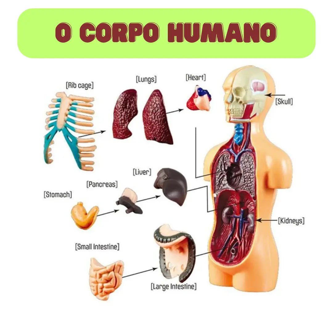 Corpo Humano 3D Montessori